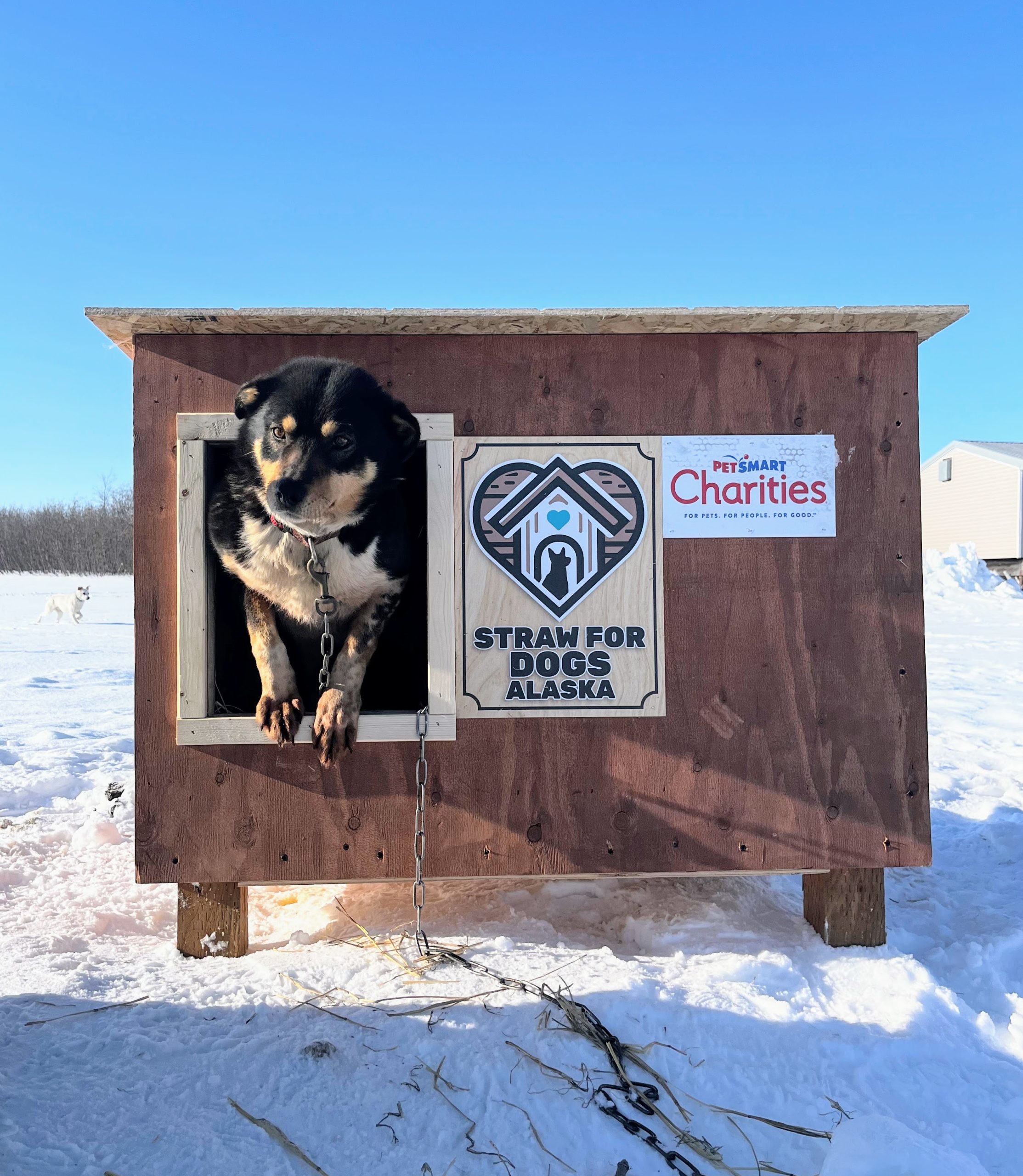 Dogs with straw for dogs house