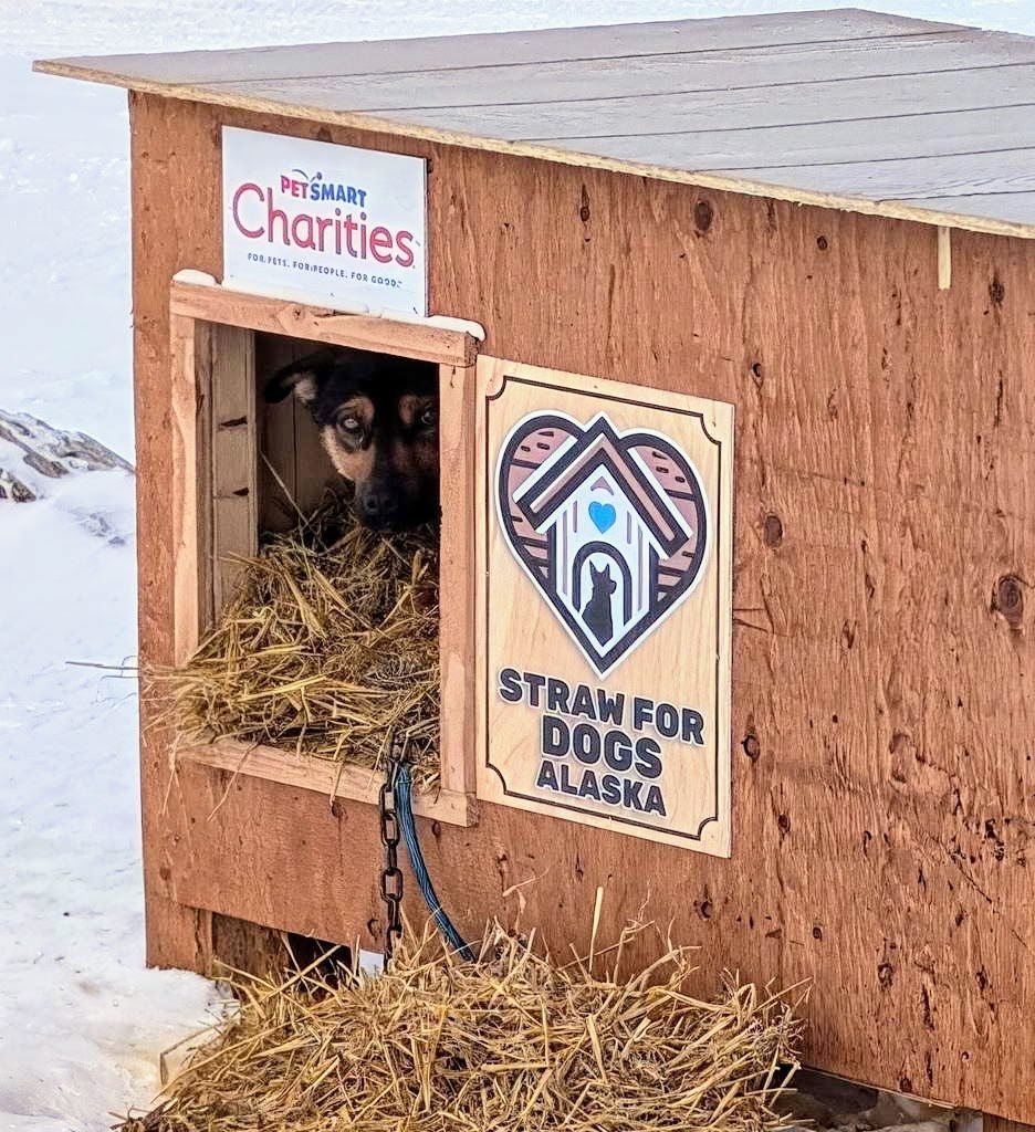 A cute dog sticking its head out of a dog house with a bale of straw on top