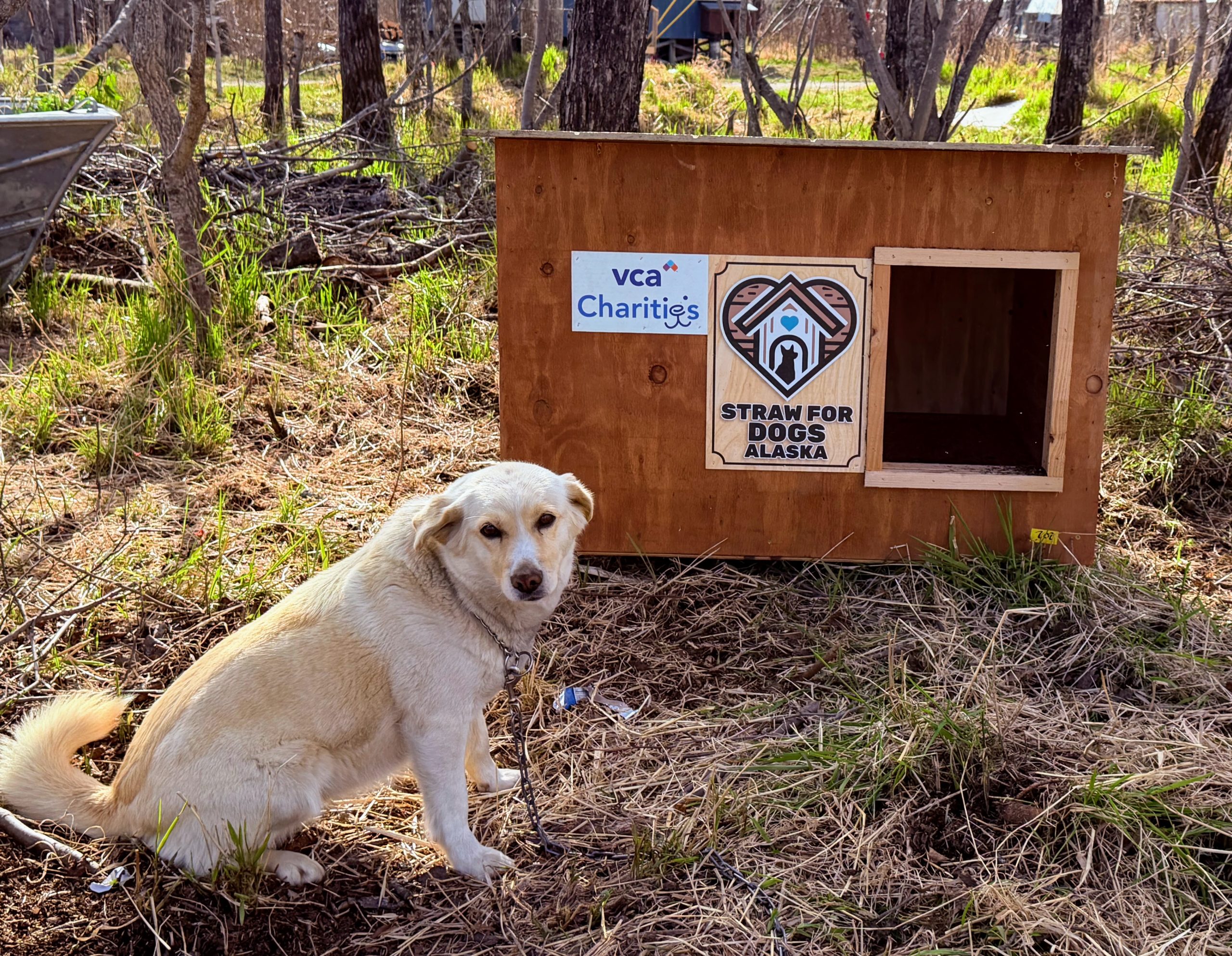 A cute dog sticking its head out of a dog house with a bale of straw on top